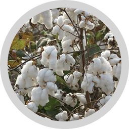 sustainable wholesale clothing